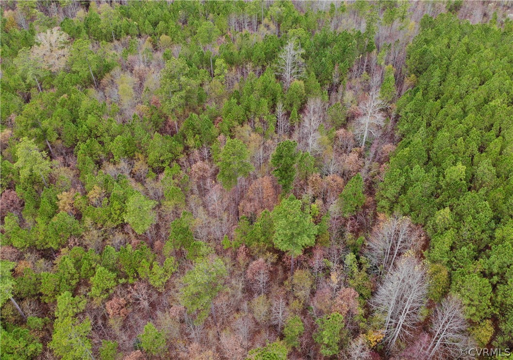 0 Doyle's Lake Road Emporia, VA 23847 - Photo 10 of 50 a view of a lush green forest with lots of trees