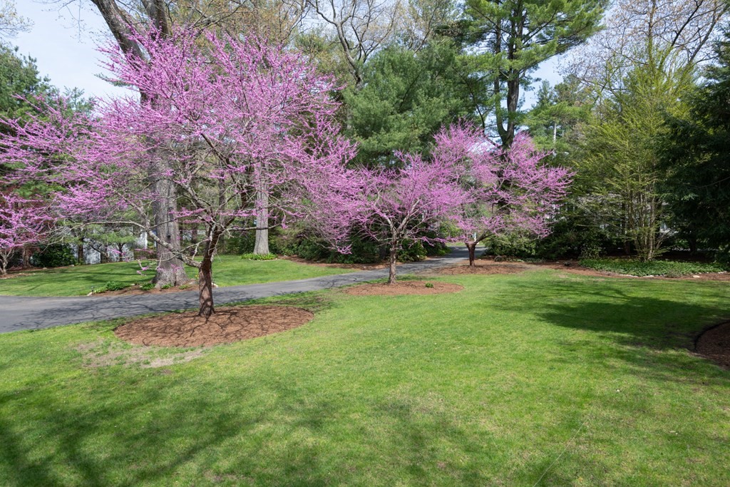 76 Westland Road Weston, MA 02493 - Photo 8 of 42 Gallery Image 8