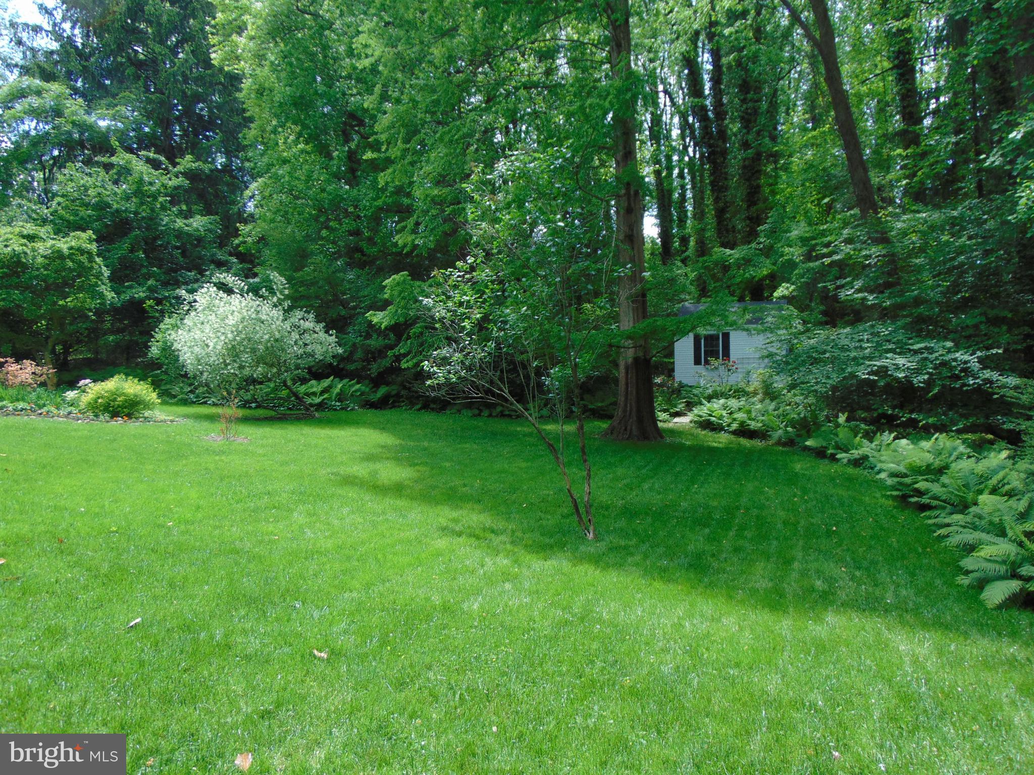 31 South Providence Road Wallingford, PA 19086 - Photo 56 of 61 Ostrich Ferns surround grass area