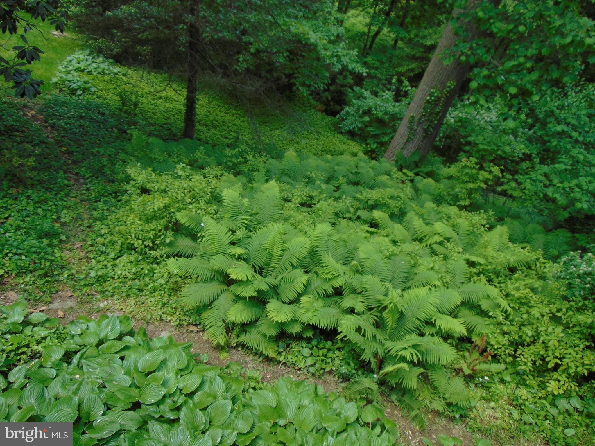 31 South Providence Road Wallingford, PA 19086 - Photo 60 of 61 Trail to Back Yard