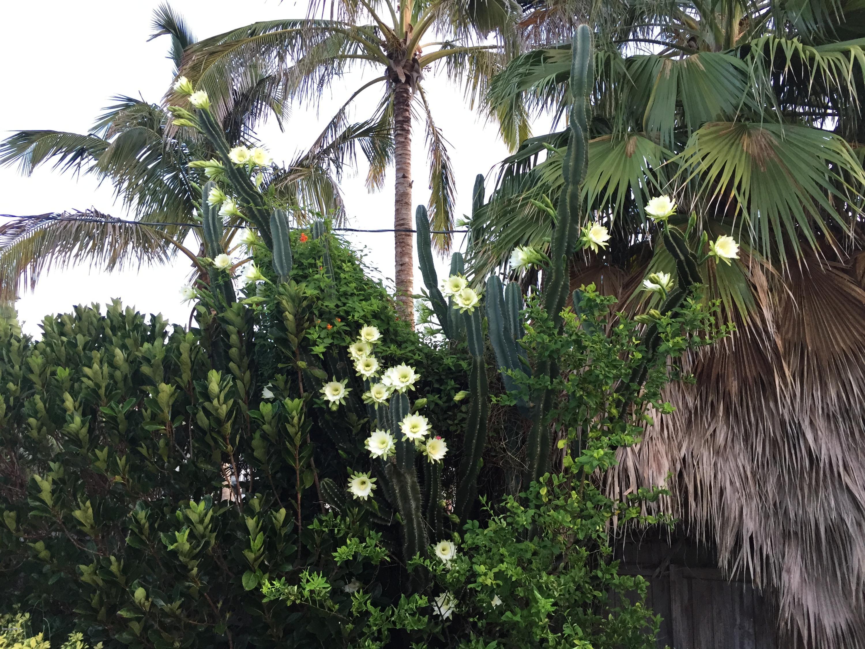 290 Riggs Avenue Melbourne Beach, FL 32951 - Photo 18 of 19 TROPICAL FOLIAGE THROUGHOUT BACKYARD!