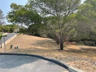 a view of a yard with a tree