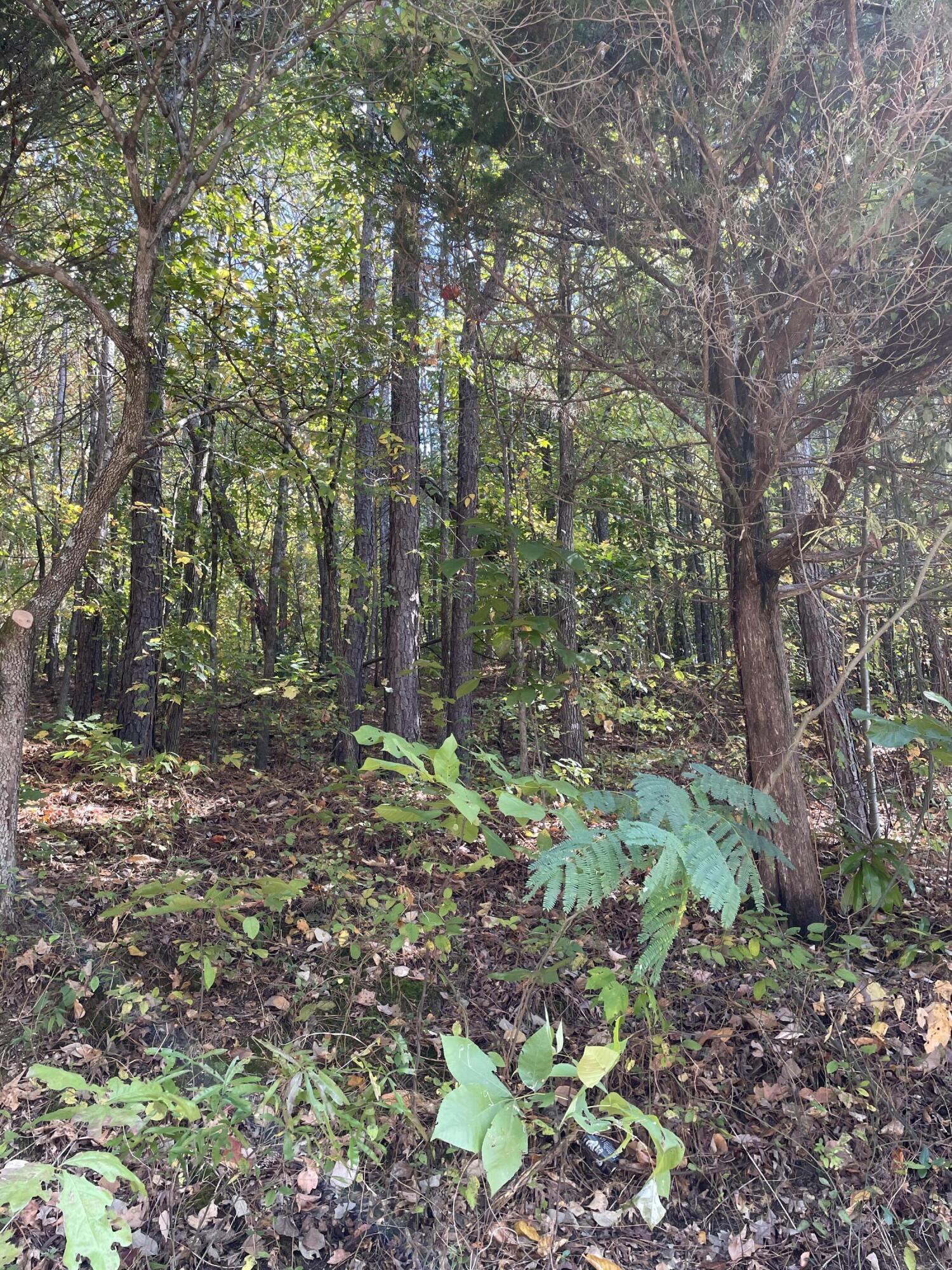 902 Chestnut Wood Lane Chattanooga, TN 37421 - Photo 6 of 7 IMG_7004