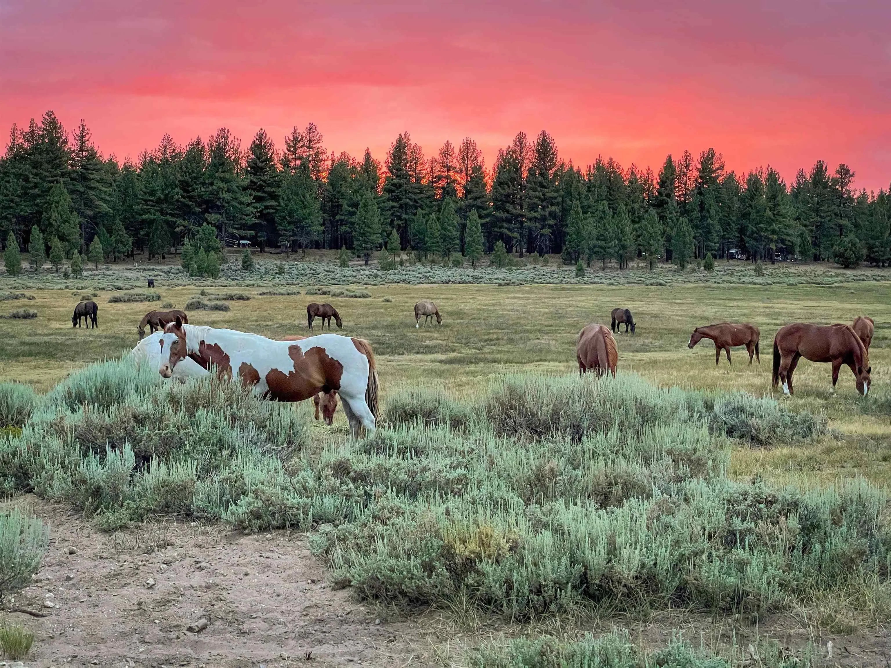 34300 Holcomb Valley Road, Unit MULTIPLE Lucerne Valley, CA 92356 - Photo 1 of 26