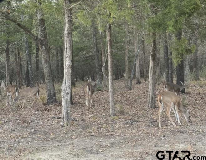 Tbd King Charles Road Scroggins, TX 75480 - Photo 10 of 11