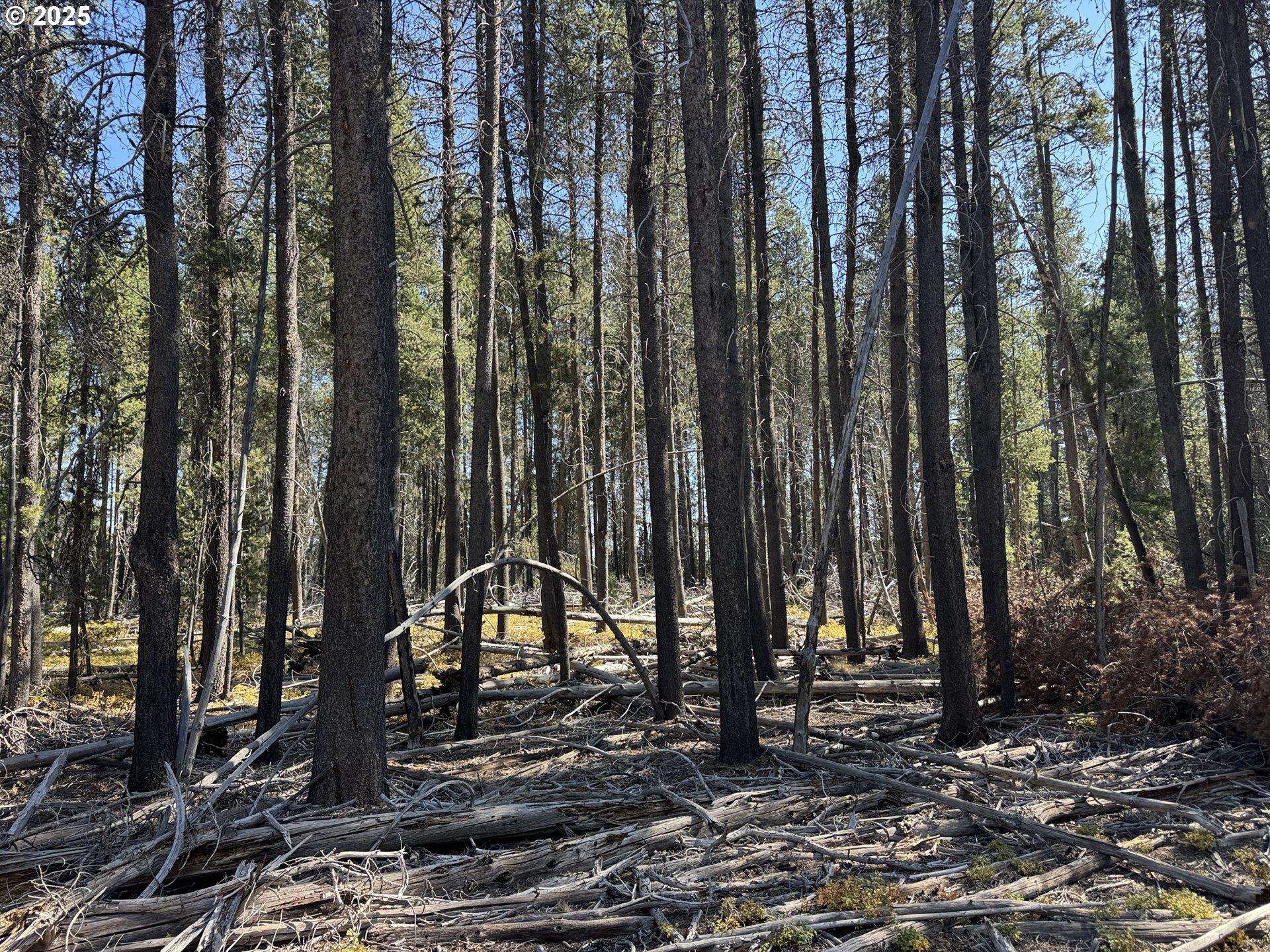 a view of a backyard with palm trees