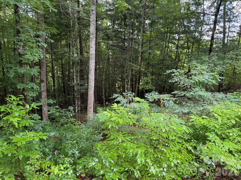 Lot 6 Garnet Road Sylva, NC 28779 - Photo 4 of 9 a backyard of a house with lots of green space