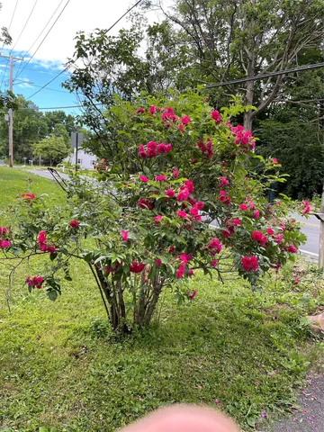 a view of a flower in a garden