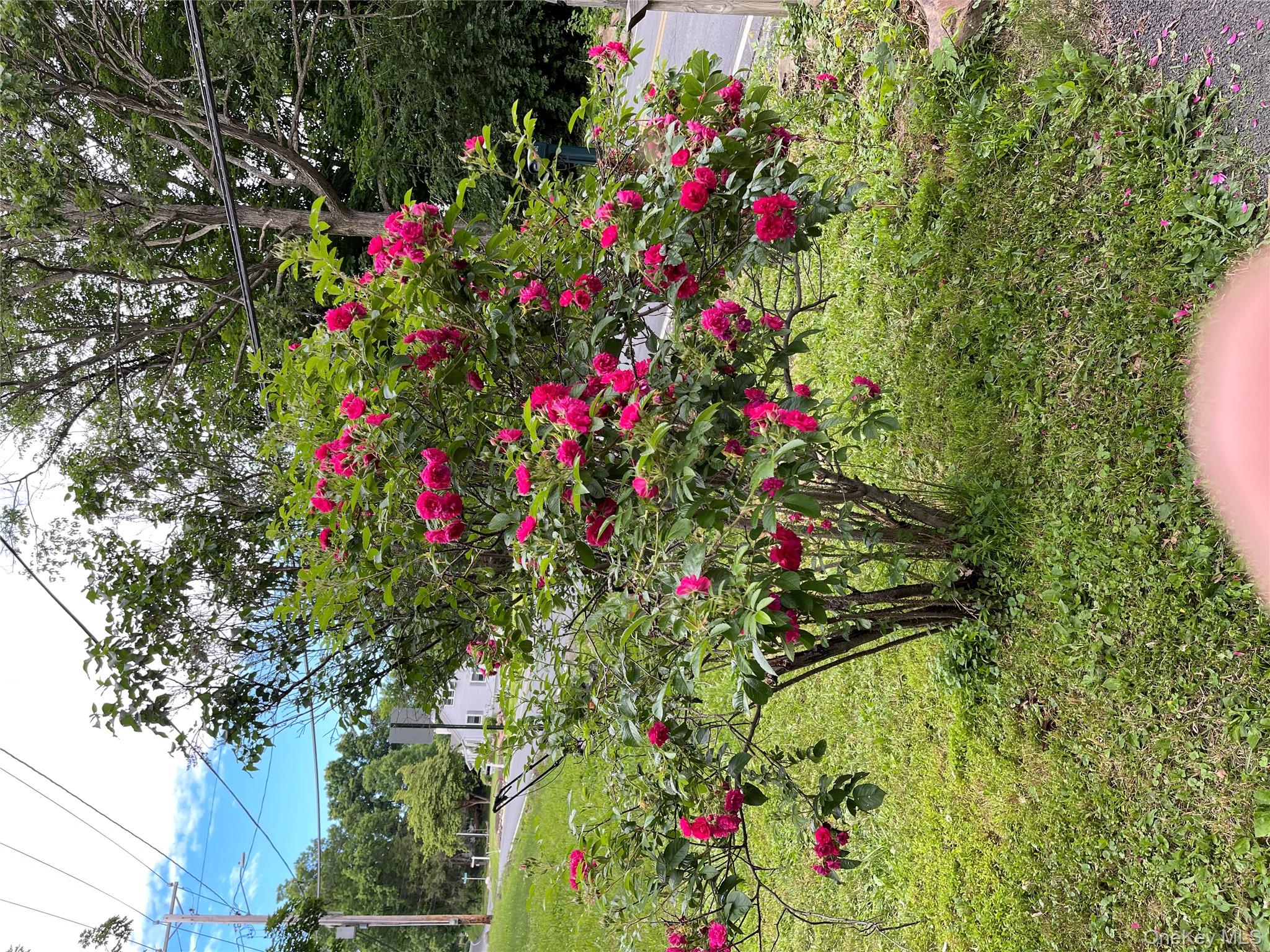 257 Lake Road Salisbury Mills, NY 12577 - Photo 26 of 30 a view of a flower in a garden