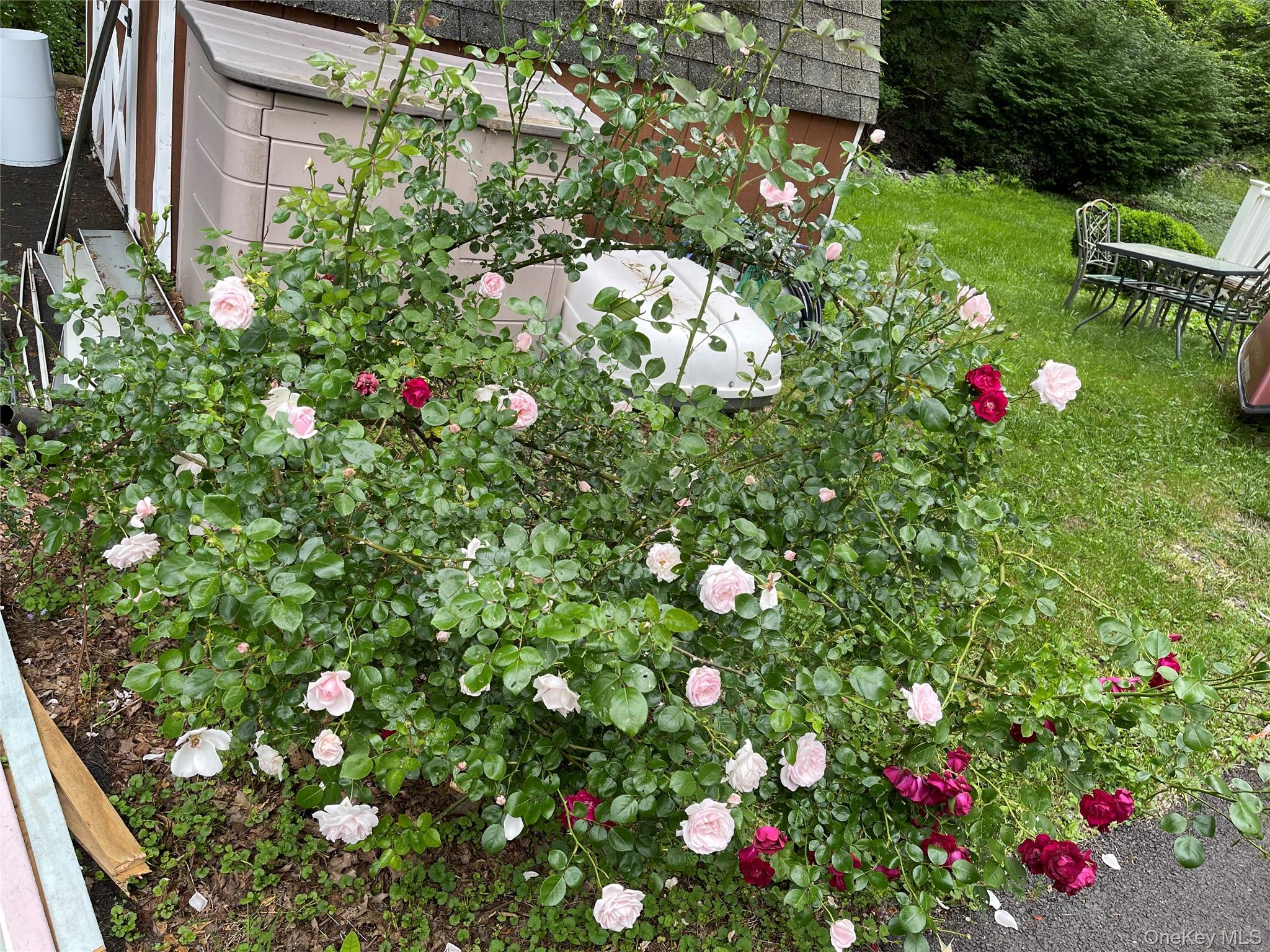 257 Lake Road Salisbury Mills, NY 12577 - Photo 27 of 30 a picture of flowers