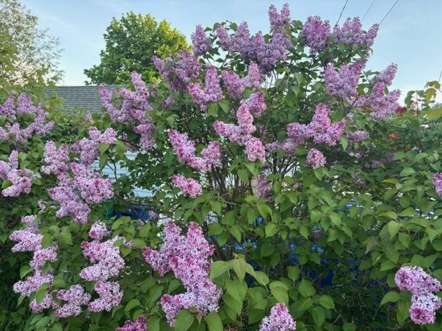 6 Rice Terrace Hampton, NH 03842 - Photo 37 of 37