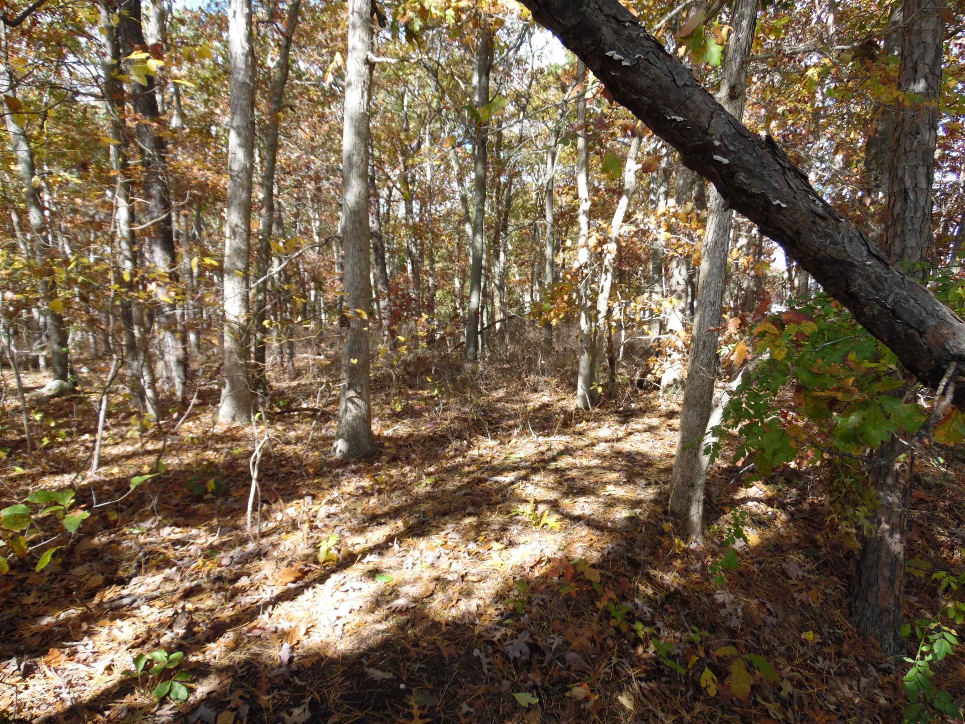 0 Holly Avenue Galloway Township, NJ 08205 - Photo 5 of 14 a backyard of a house