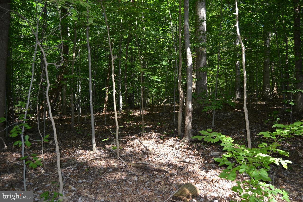127 Captain Wolfe Road Barto, PA 19504 - Photo 21 of 41 Woods