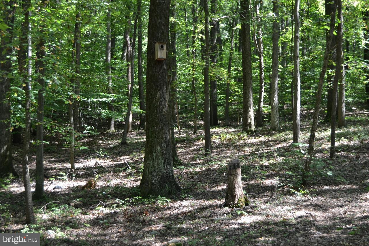 Woods