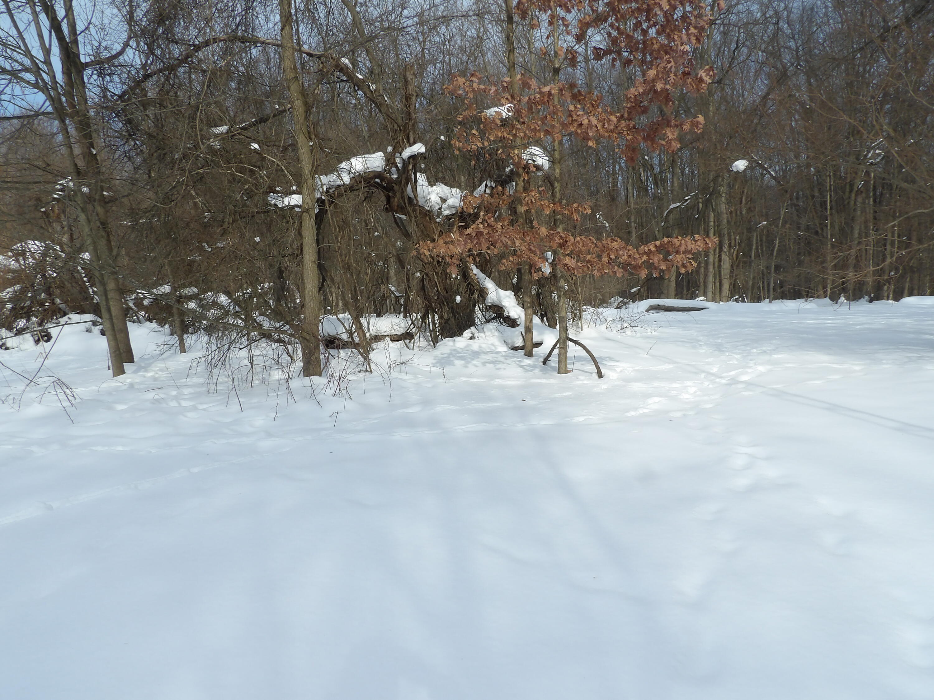 2103 Niles Buchanan Road Niles, MI 49120 - Photo 10 of 26 100_0464