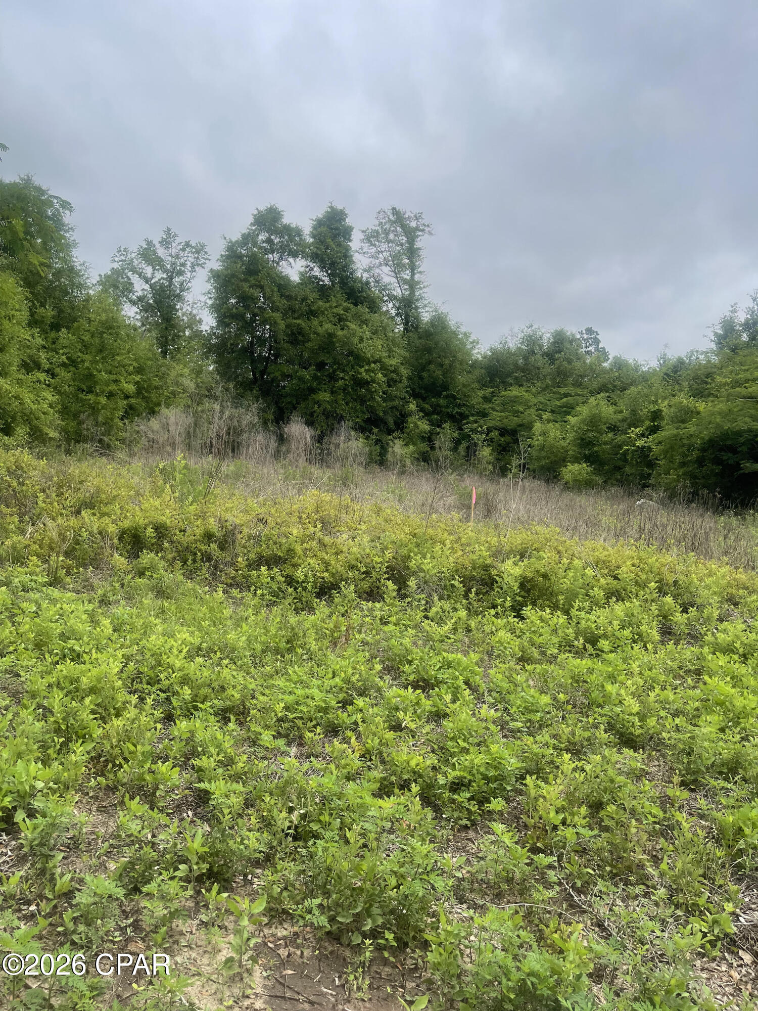 Tbd Blue Springs Road Greenwood, FL 32443 - Photo 4 of 5