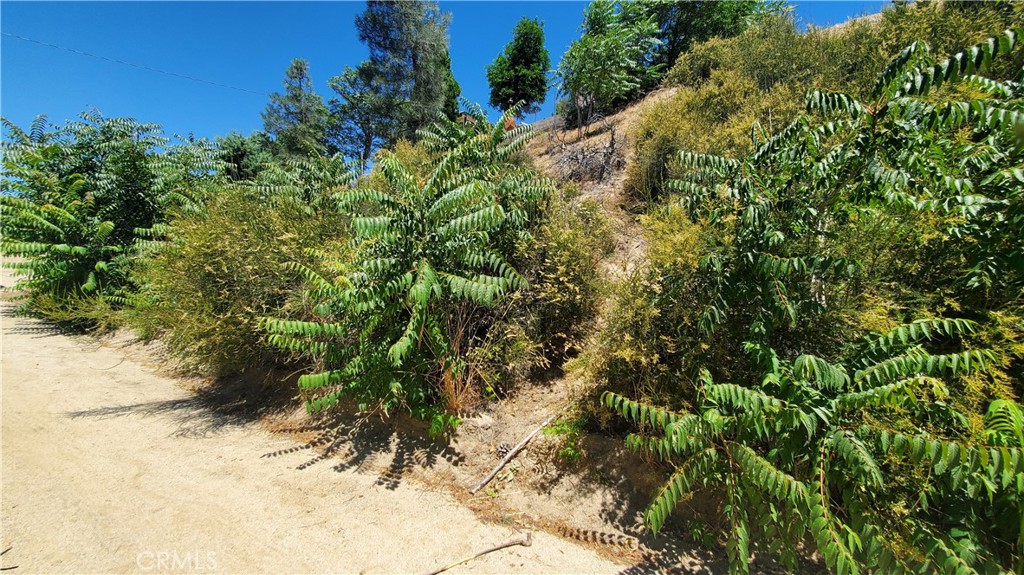 0 Grand View Lake Hughes, CA 93532 - Photo 11 of 19 a view of a plant in a garden