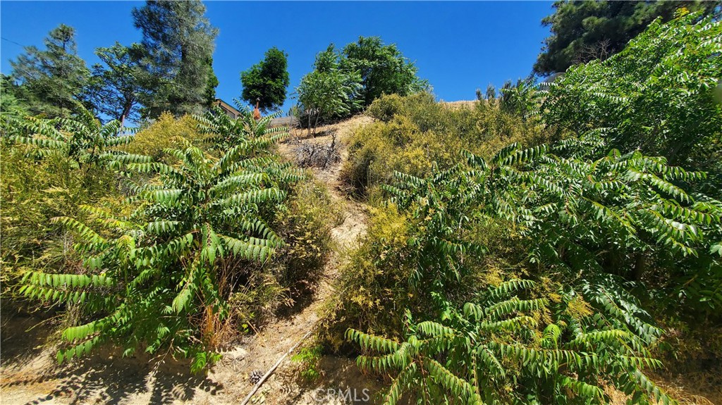 0 Grand View Lake Hughes, CA 93532 - Photo 13 of 19 a view of a garden with plants