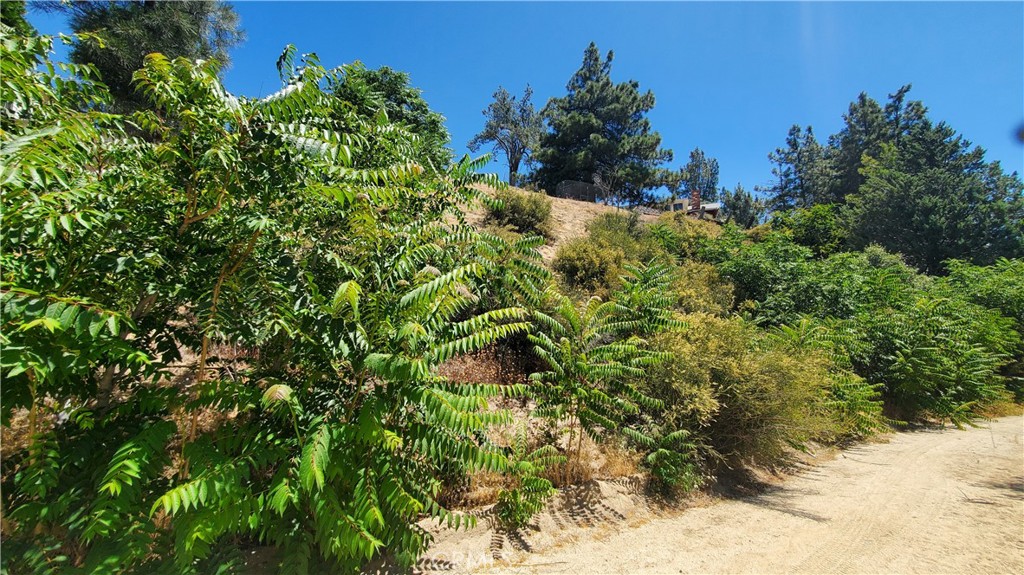 0 Grand View Lake Hughes, CA 93532 - Photo 8 of 19 a view of a garden with plants
