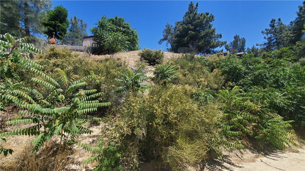 0 Grand View Lake Hughes, CA 93532 - Photo 9 of 19 a view of a bunch of plants and trees in the background