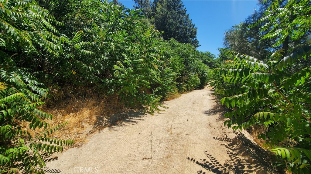 0 Grand View Lake Hughes, CA 93532 - Photo 10 of 19 a view of a yard with plants and large trees