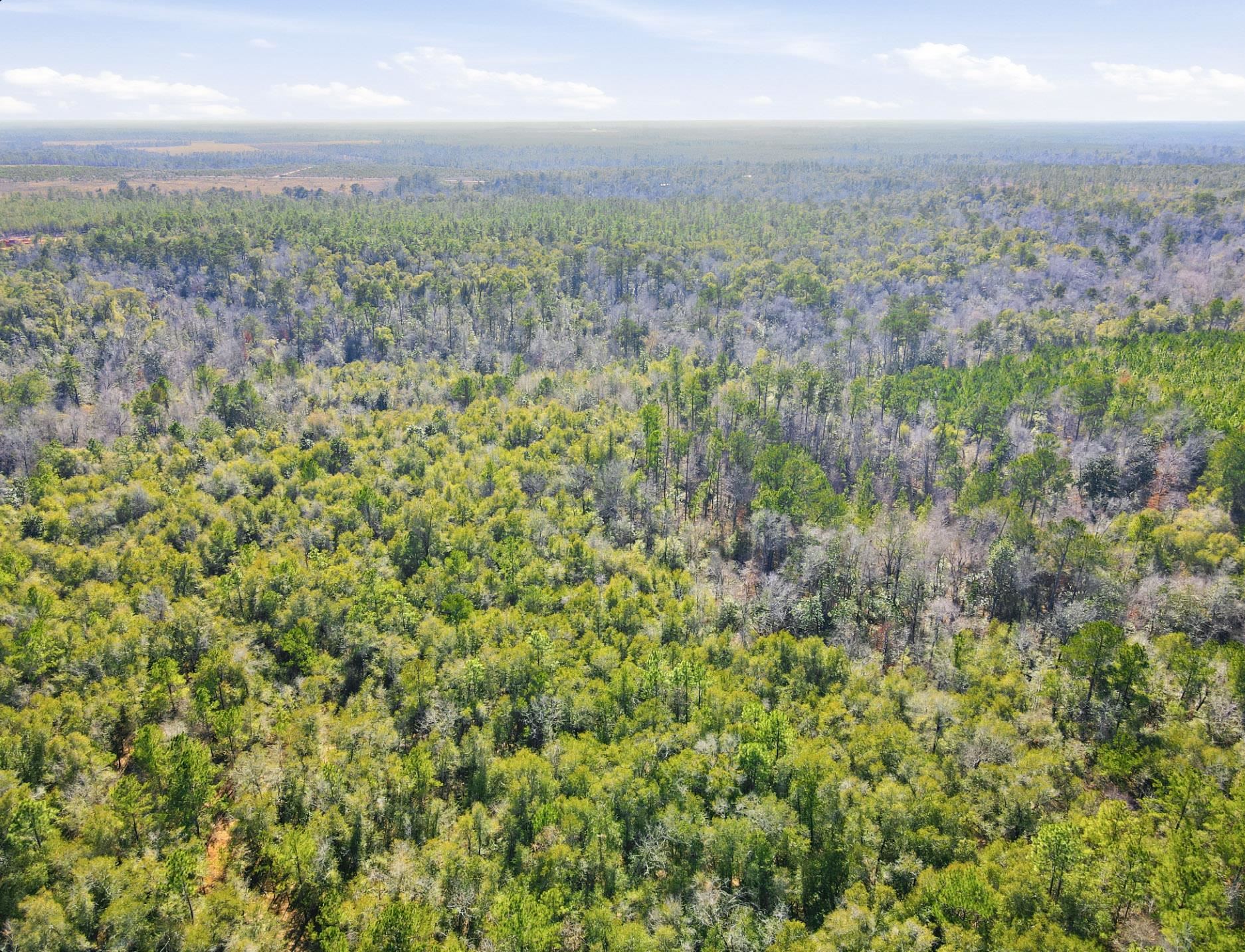 Tbd Sycamore Road Quincy, FL 32351 - Photo 8 of 14