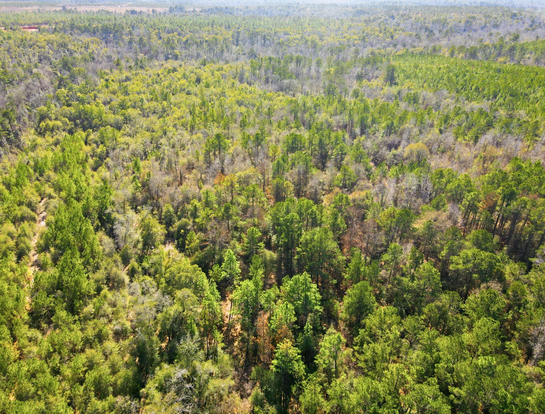 Tbd Sycamore Road Quincy, FL 32351 - Photo 10 of 14