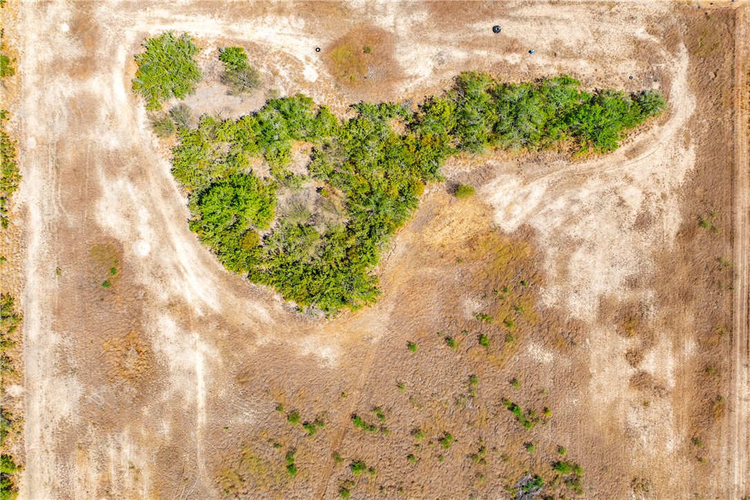 1777 County Road 170 Alice, TX 78332 - Photo 39 of 40 a close up of a white plant