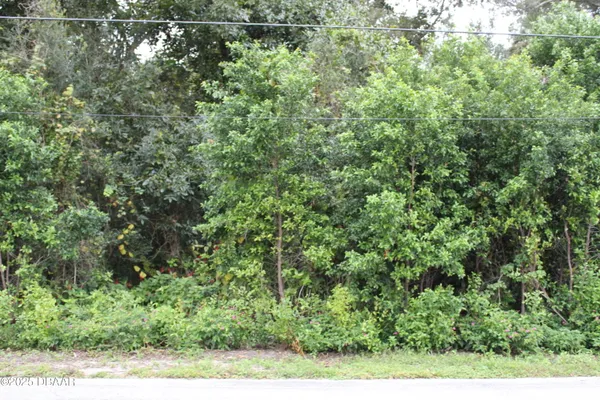 a view of a yard with plants