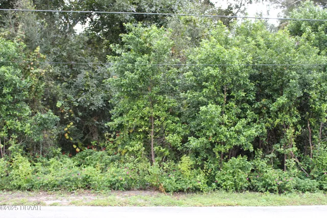 a view of a yard with plants
