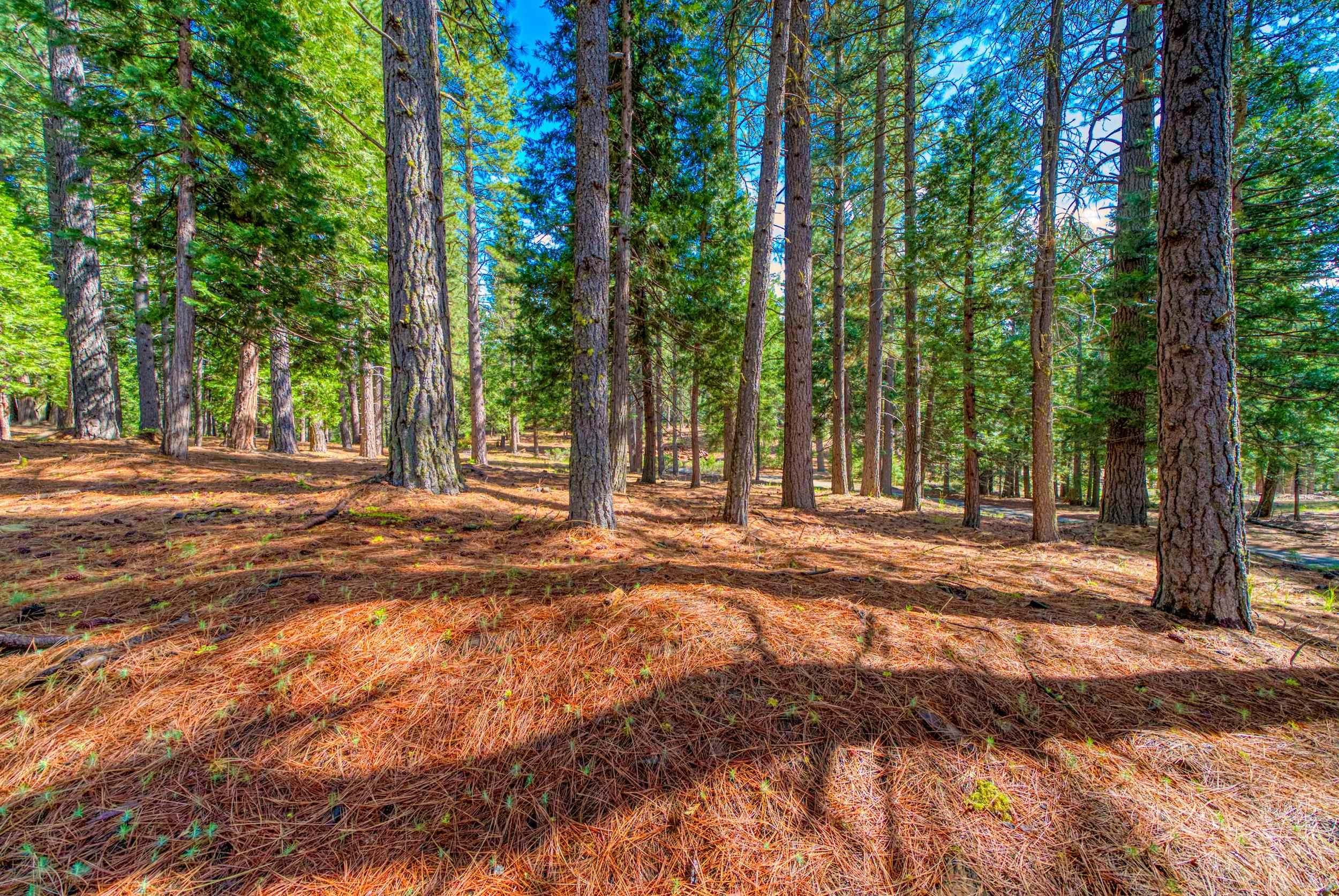 954 Red Fox Road Clio, CA 96106 - Photo 11 of 22