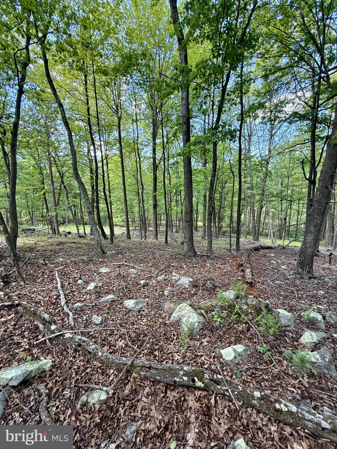 115 River Ridge Yellow Spring, WV 26865 - Photo 20 of 25 Serene woodland retreat awaits you.