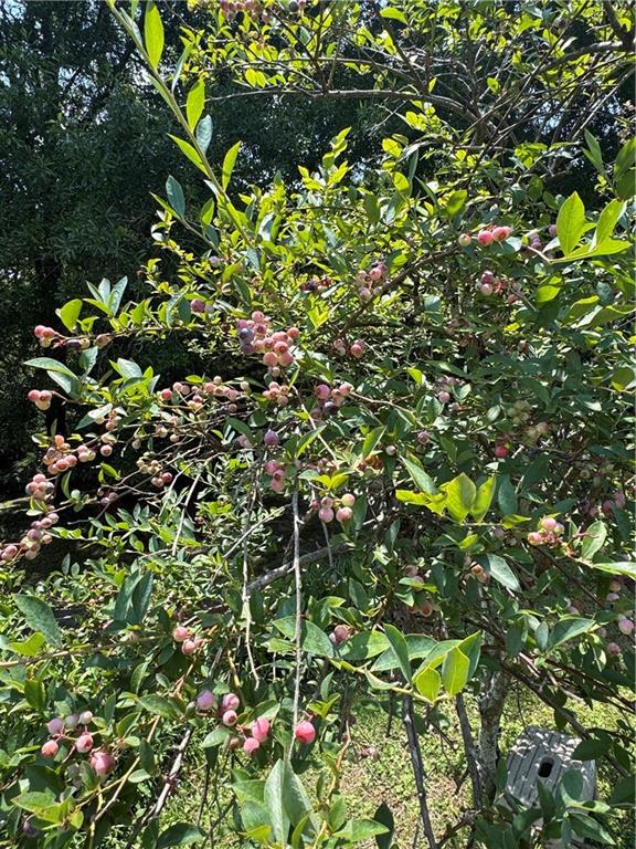 707 Sugar Valley Road Northwest Calhoun, GA 30701 - Photo 27 of 33