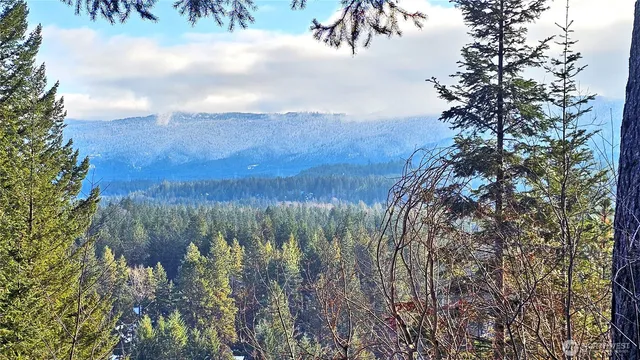 a view of a yard with plants and trees