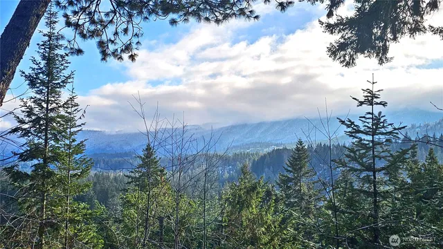 a view of a park with large trees