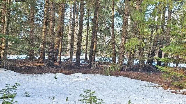 a view of a garden with plants