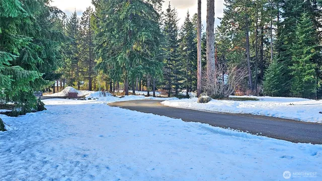 a view of a tree in a yard