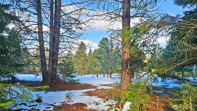 a view of a park with large tree