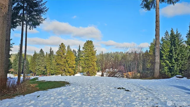 a view of a yard with large trees