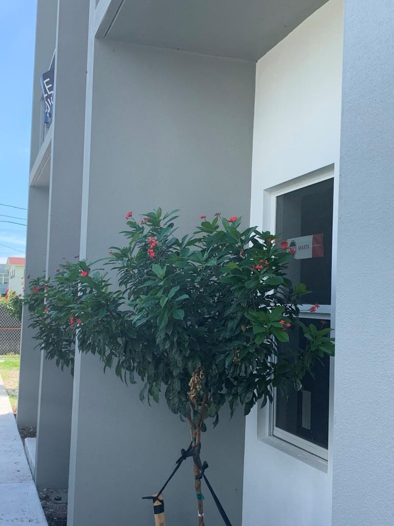 309 Foster Road, Unit 7 Hallandale Beach, FL 33009 - Photo 53 of 53 a plant in a garden