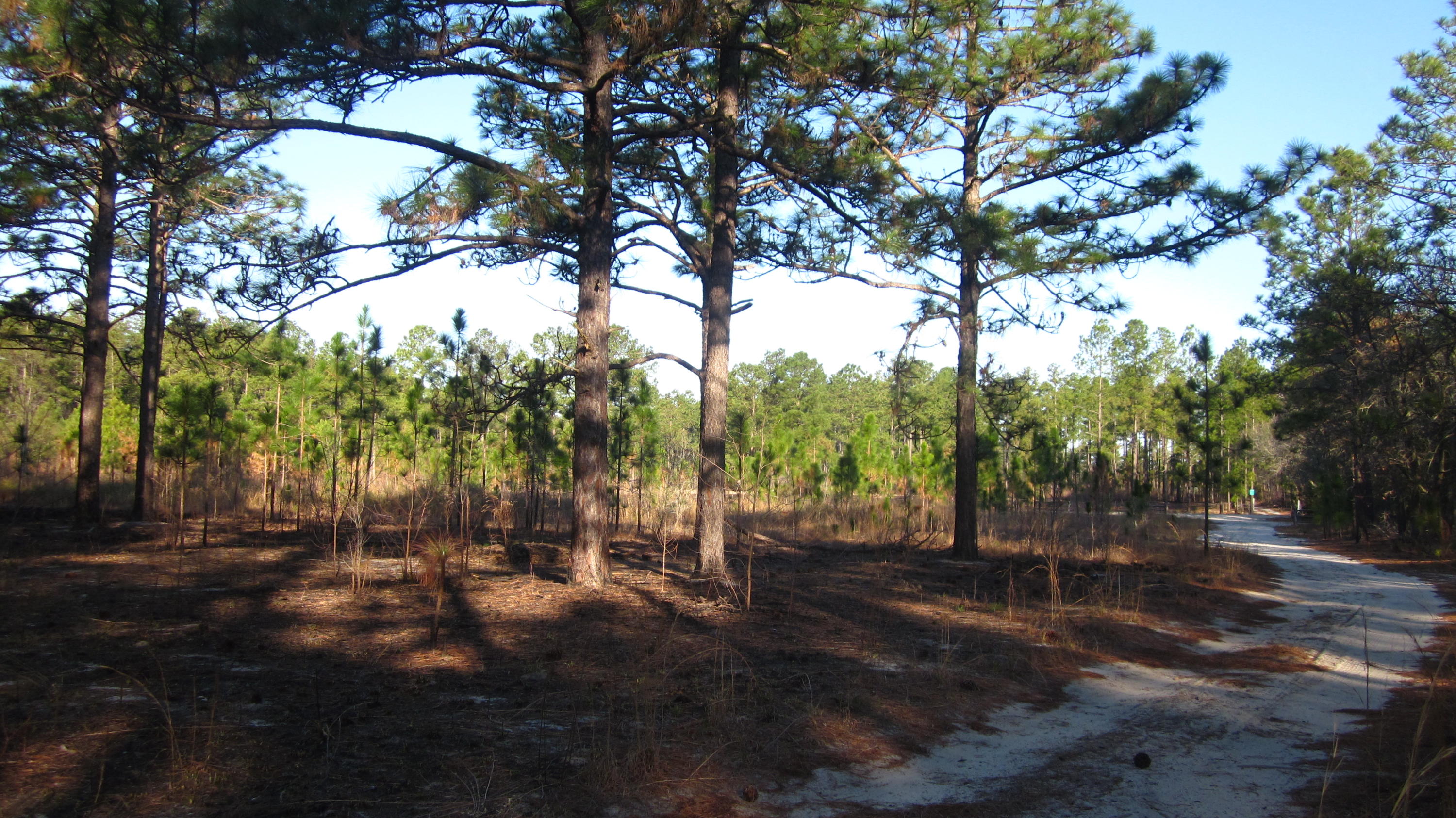 763 Furr Road Vass, NC 28394 - Photo 10 of 12 IMG_5215