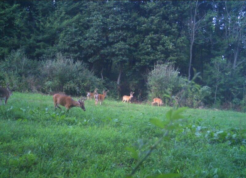 52402 Oak Plains Road Marcellus, MI 49067 - Photo 57 of 59 Cropped Bucksss Velvet