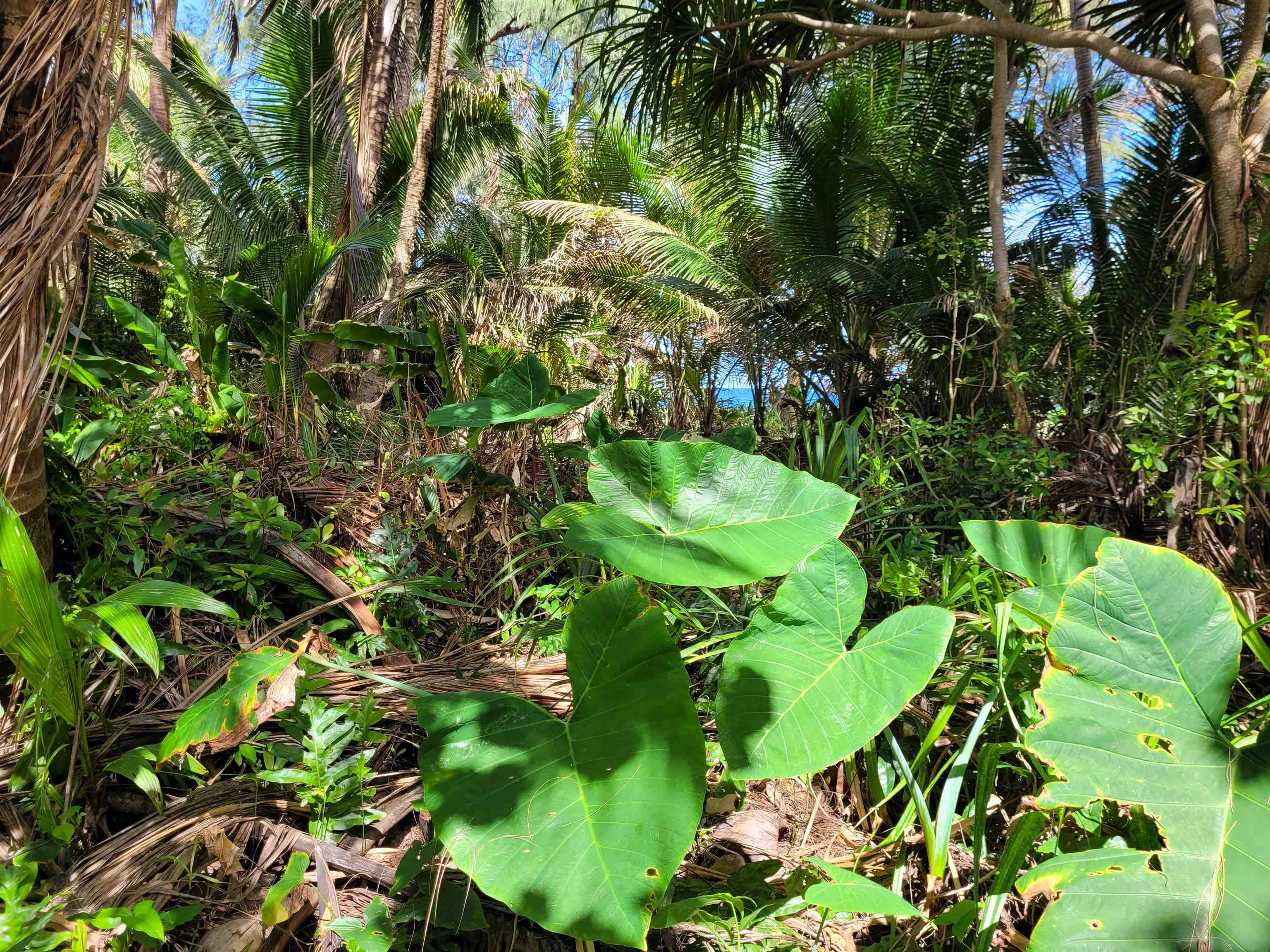 Keanae Road, Unit 12 Hana, HI 96713 - Photo 12 of 50