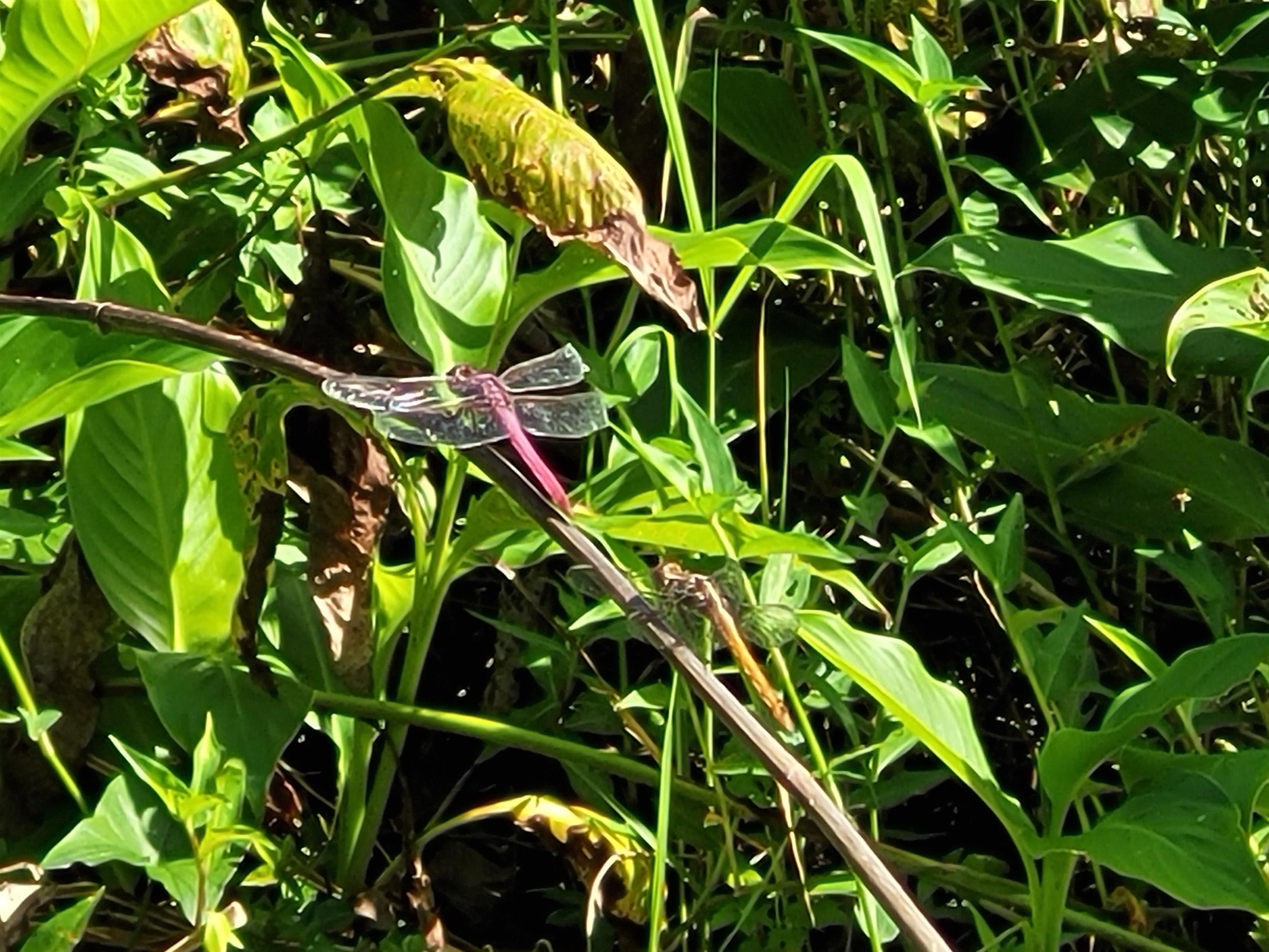 Keanae Road, Unit 12 Hana, HI 96713 - Photo 13 of 50