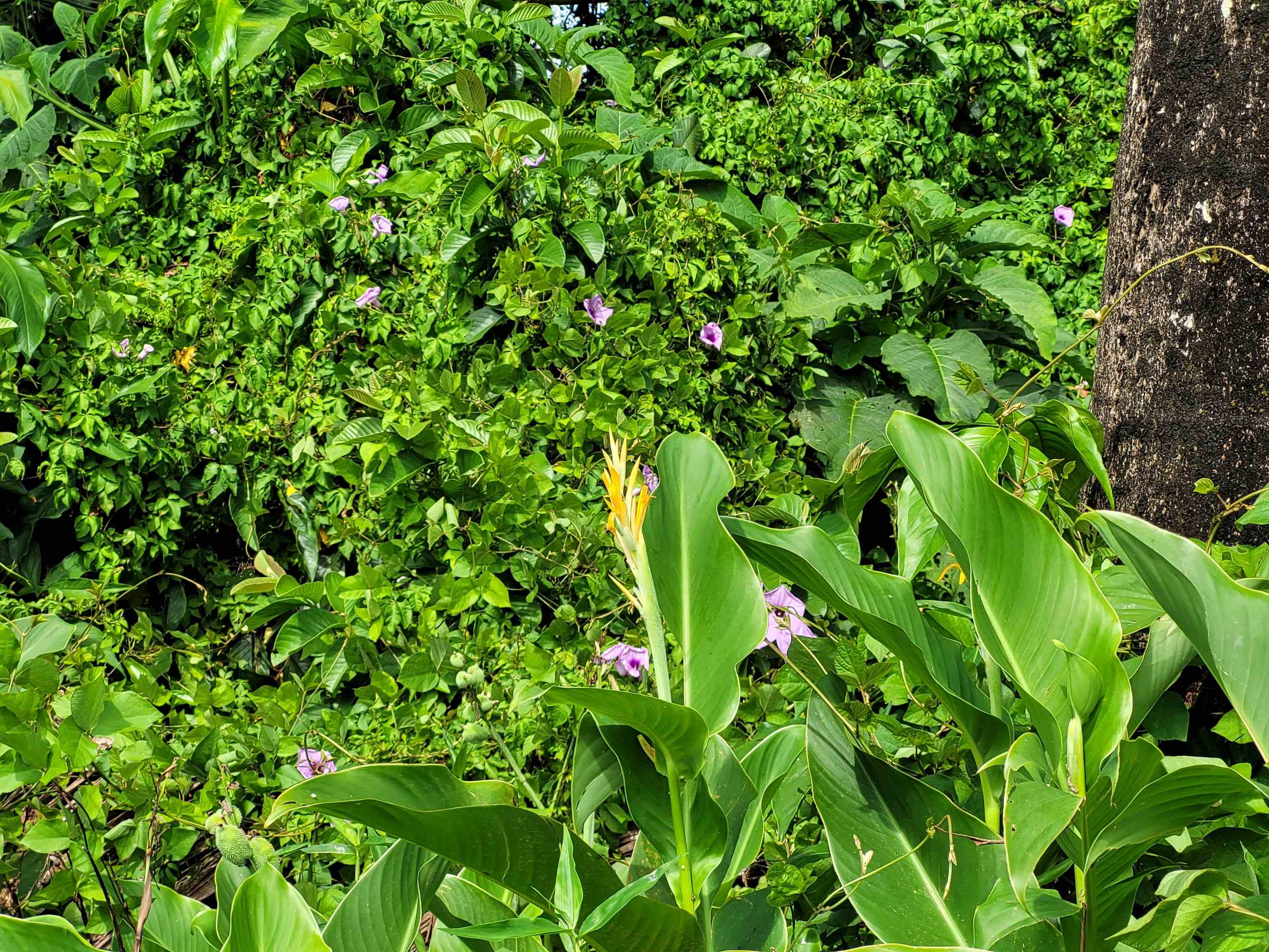 Keanae Road, Unit 12 Hana, HI 96713 - Photo 14 of 50