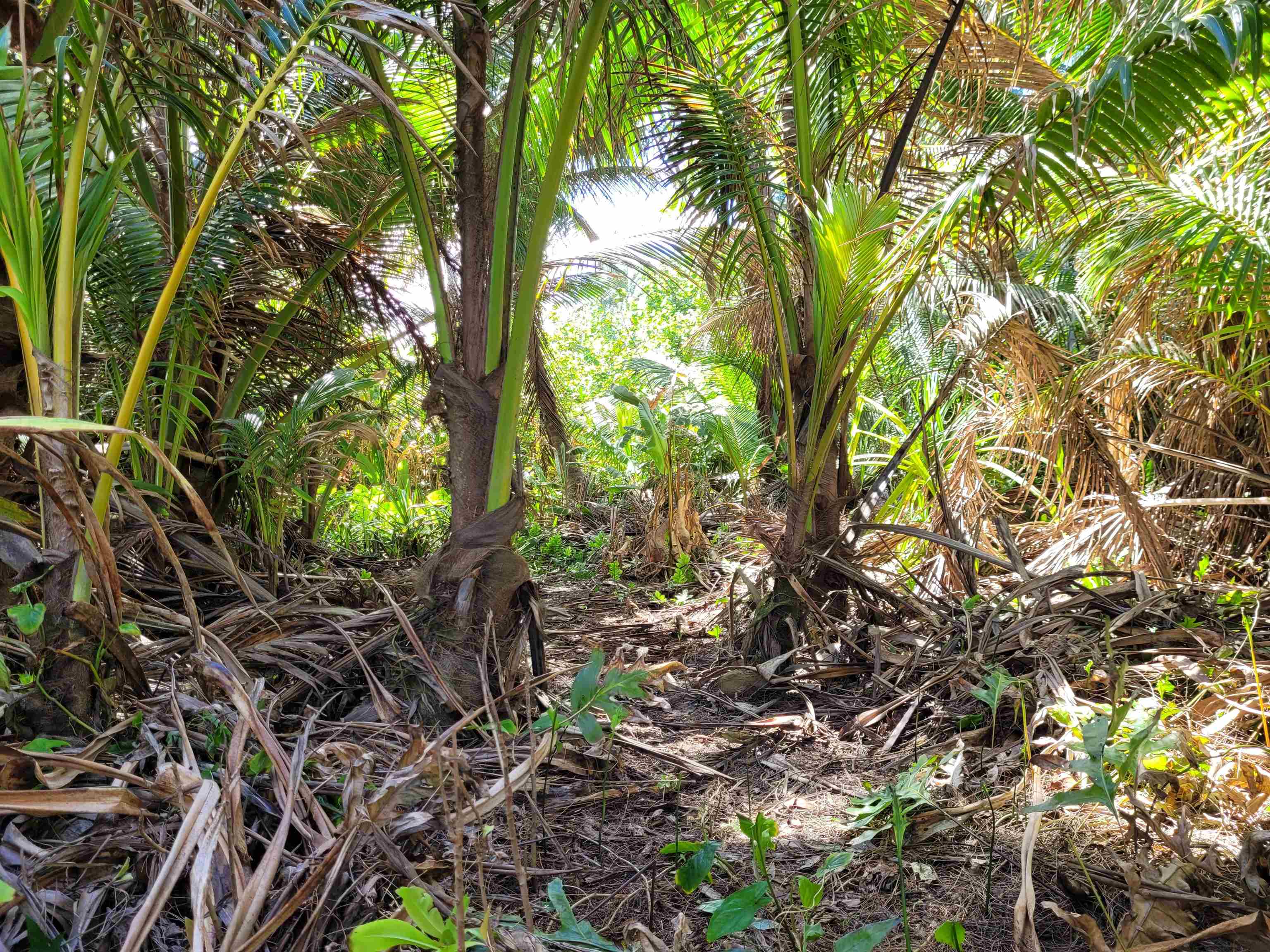 Keanae Road, Unit 12 Hana, HI 96713 - Photo 16 of 50