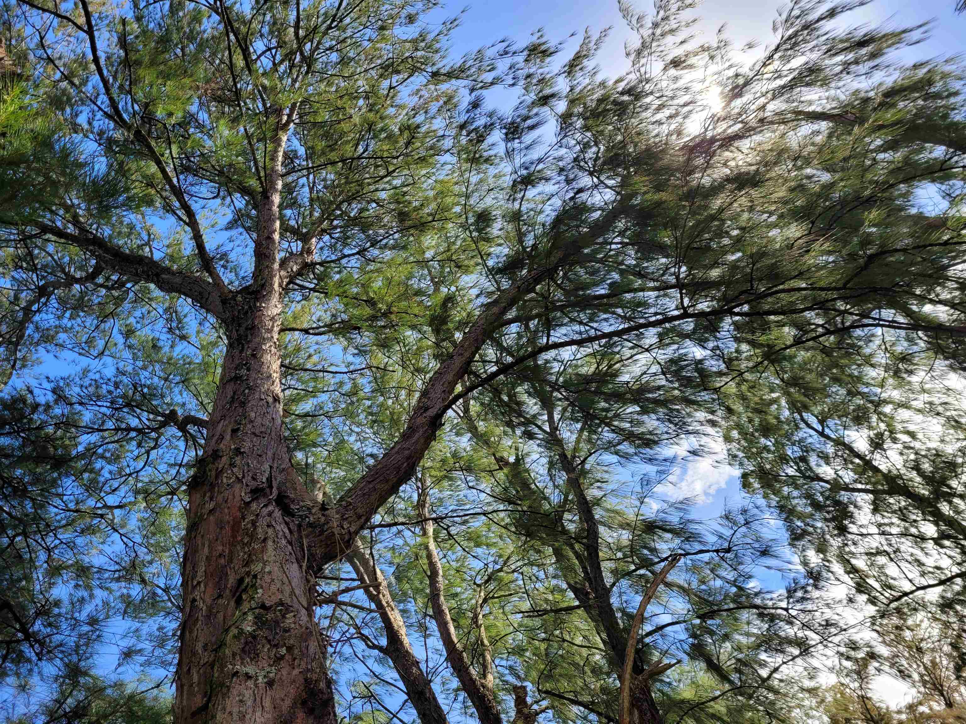 Keanae Road, Unit 12 Hana, HI 96713 - Photo 17 of 50