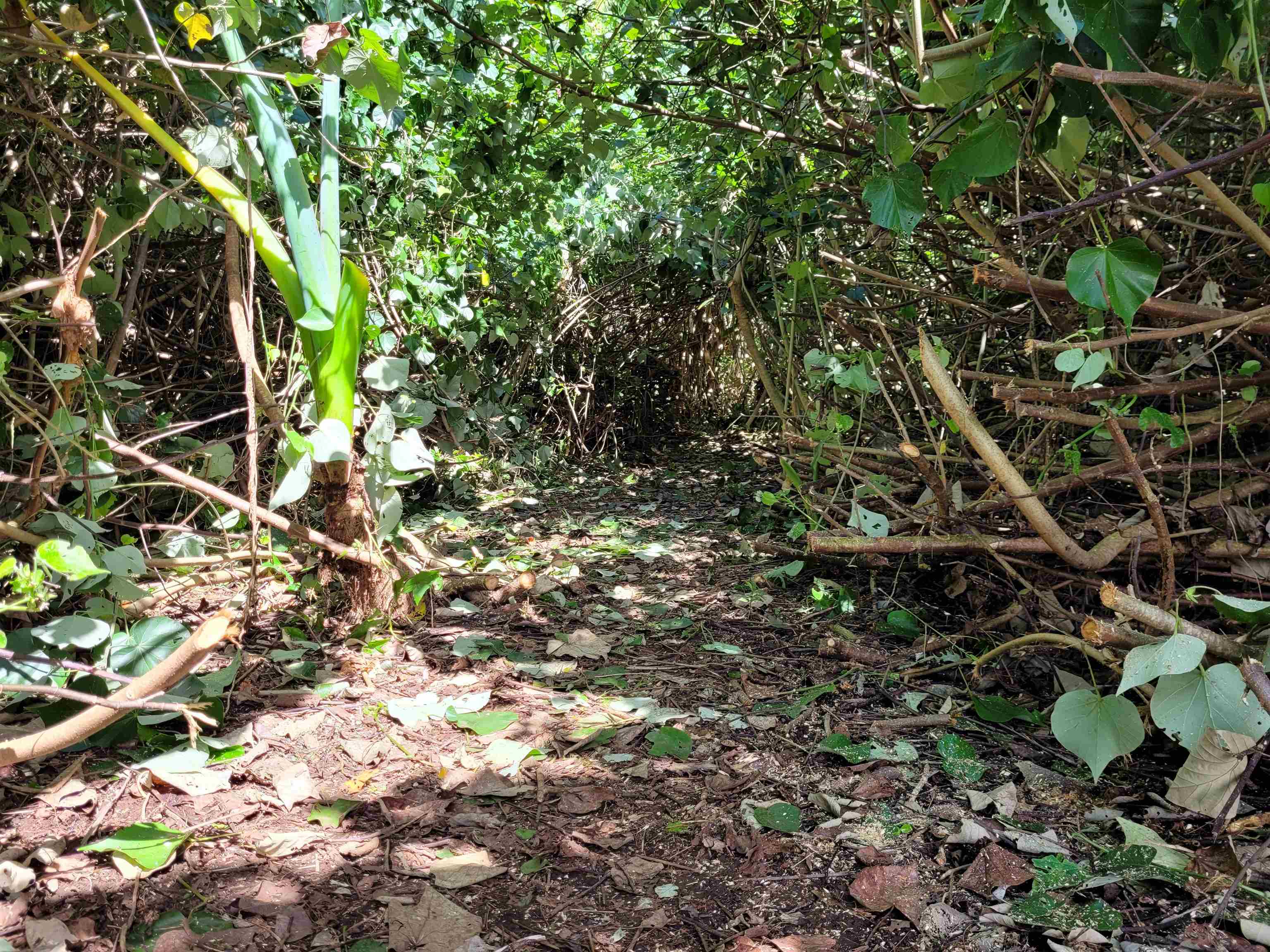 Keanae Road, Unit 12 Hana, HI 96713 - Photo 22 of 50