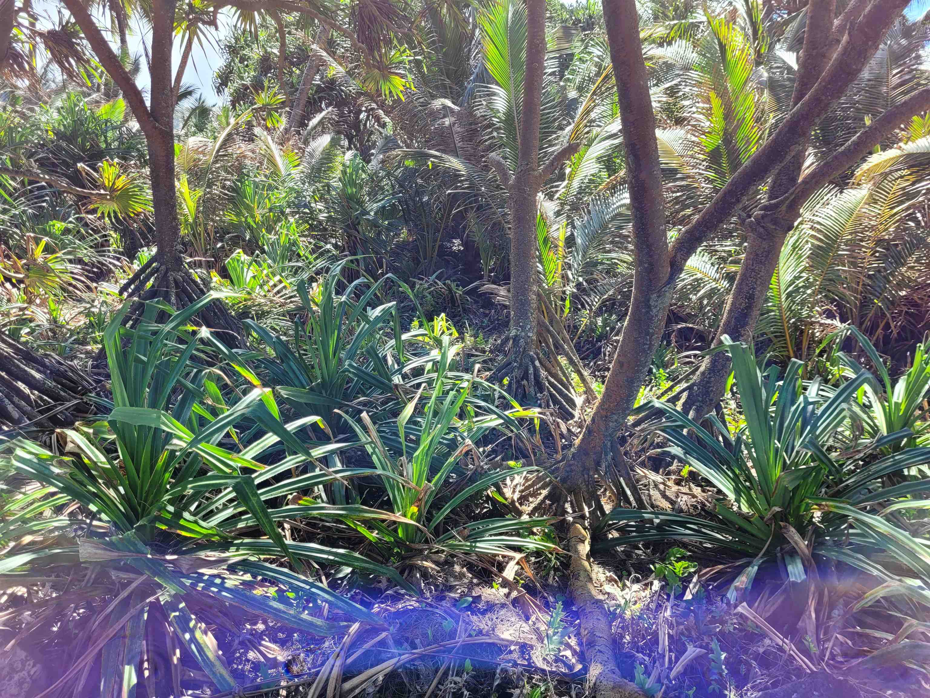 Keanae Road, Unit 12 Hana, HI 96713 - Photo 32 of 50