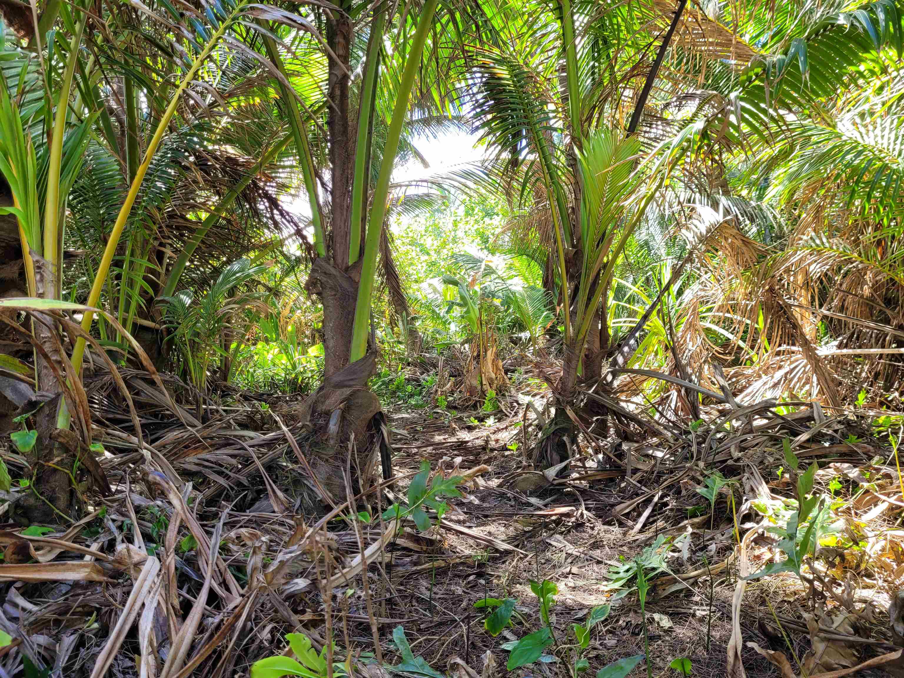 Keanae Road, Unit 12 Hana, HI 96713 - Photo 33 of 50